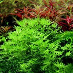 雪花草 Hottonia inflata