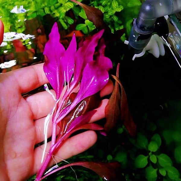 血心蘭 Telanthera (Alternanthera reineckii):圖片 2