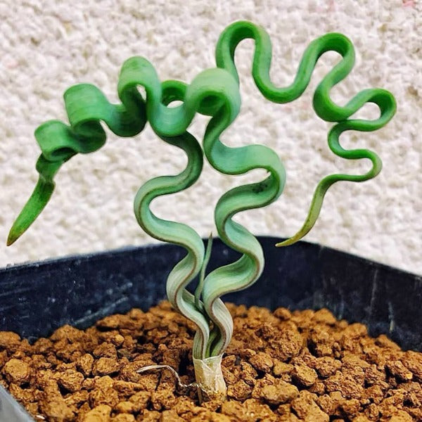 海帶彈簧草 Trachyandra tortilis：圖片 3