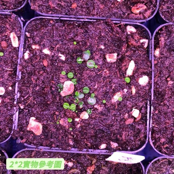 絨毛狸藻 Utricularia pubescens:圖片 4