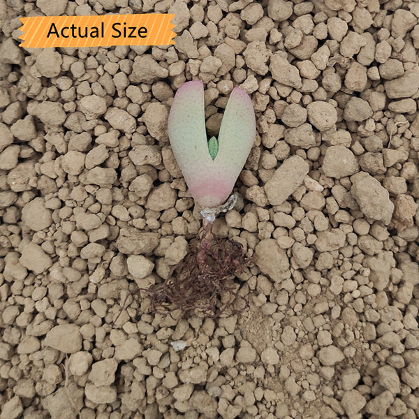 麗玉 Victory Plant (Cheiridopsis vanzylii)：圖片 3