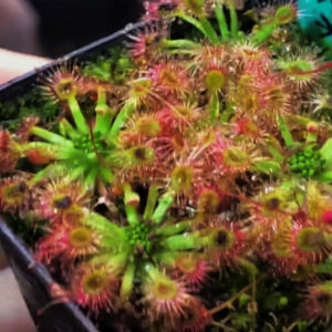 曼妮奧米莎毛氈苔 (Drosera mannii X omissa)