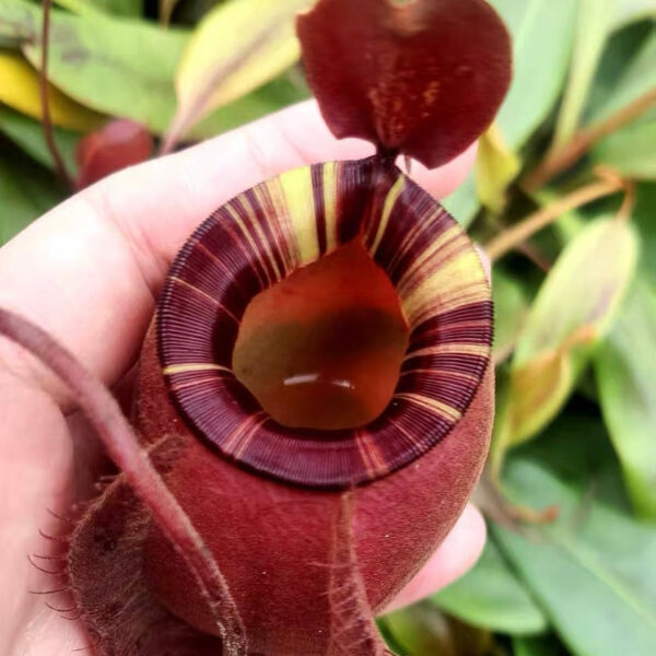 維京黑月亮蘋果豬籠草Nepenthes viking × Black Moon Apple