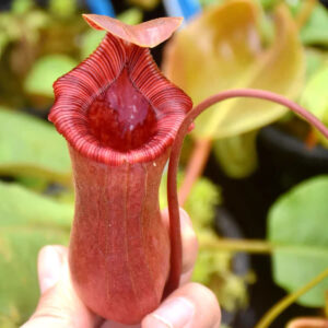 勞氏紅葫蘆豬籠草 Nepenthes lowii x ventricosa (red)