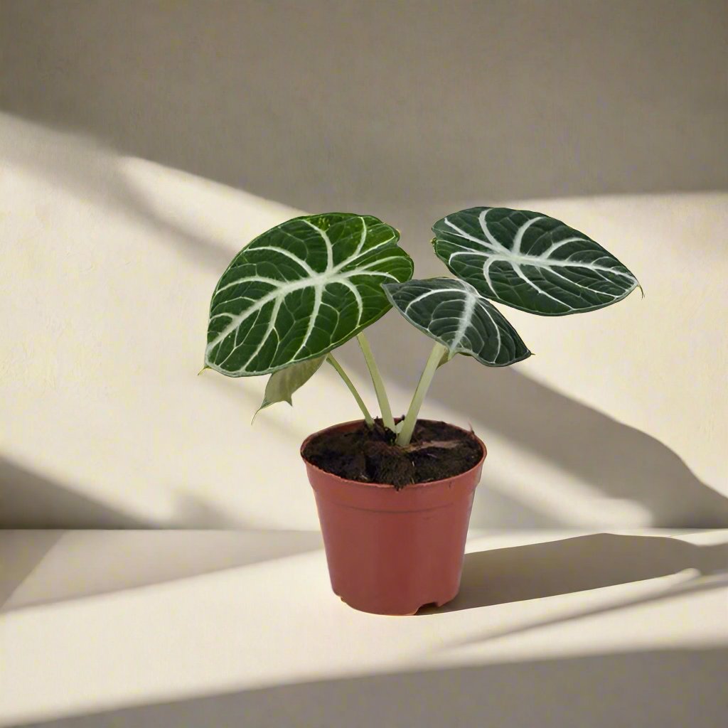 忍者觀音蓮 Alocasia reginula 'ninja'