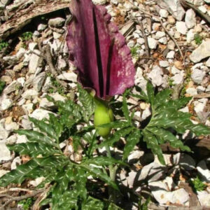 希臘巨龍之舌/龍芋 Dracunculus vulgaris