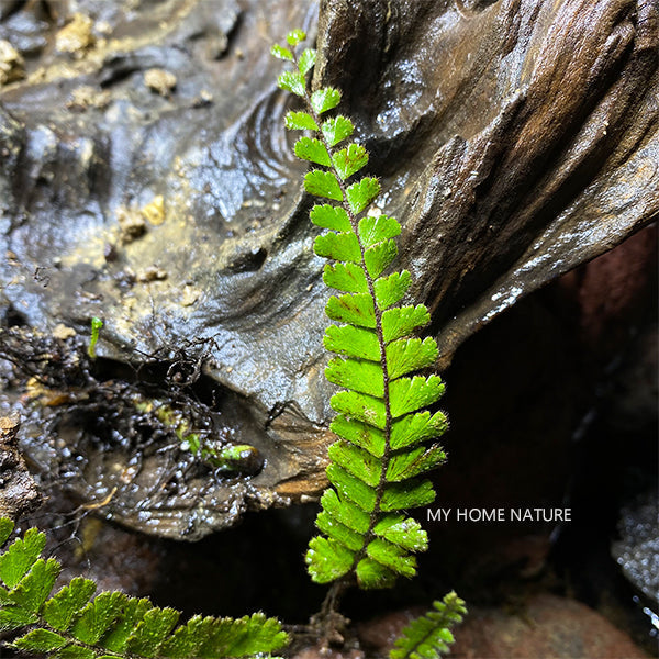假鞭葉鐵線蕨 Adiantum malesianum Ghatak