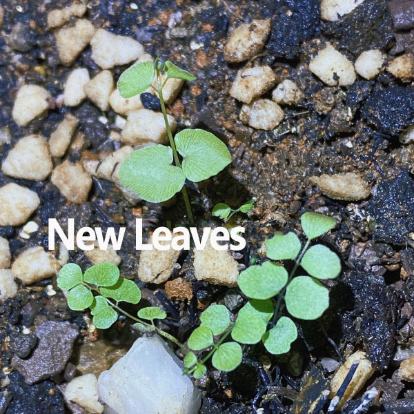 半月形鐵線蕨 Adiantum philippense:圖片 2