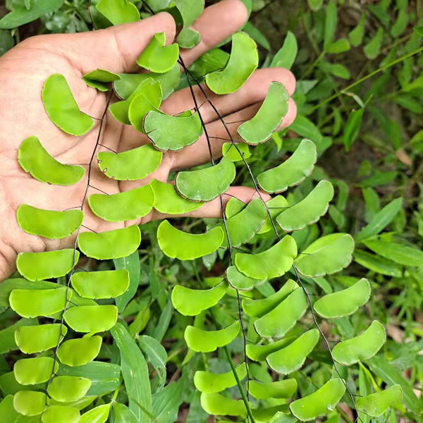 半月形鐵線蕨 Adiantum philippense