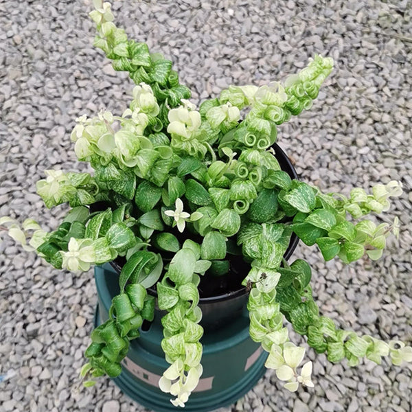 卷葉口紅錦吊蘭 Aeschynanthus Scoubidou Variegated：圖片 2