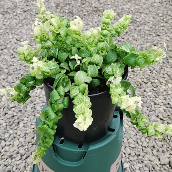 卷葉口紅錦吊蘭 Aeschynanthus Scoubidou Variegated：圖片 3