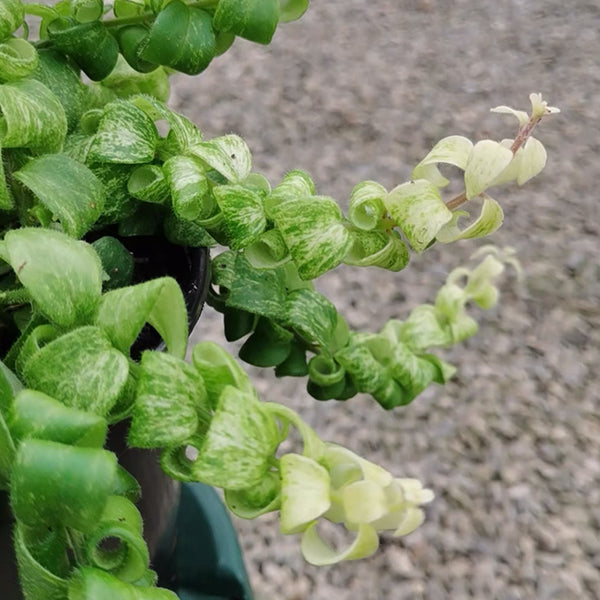 卷葉口紅錦吊蘭 Aeschynanthus Scoubidou Variegated
