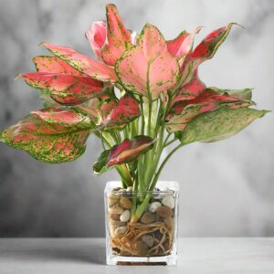 情人粗肋草 Aglaonema Lady Valentine (Aglaonema modestum)