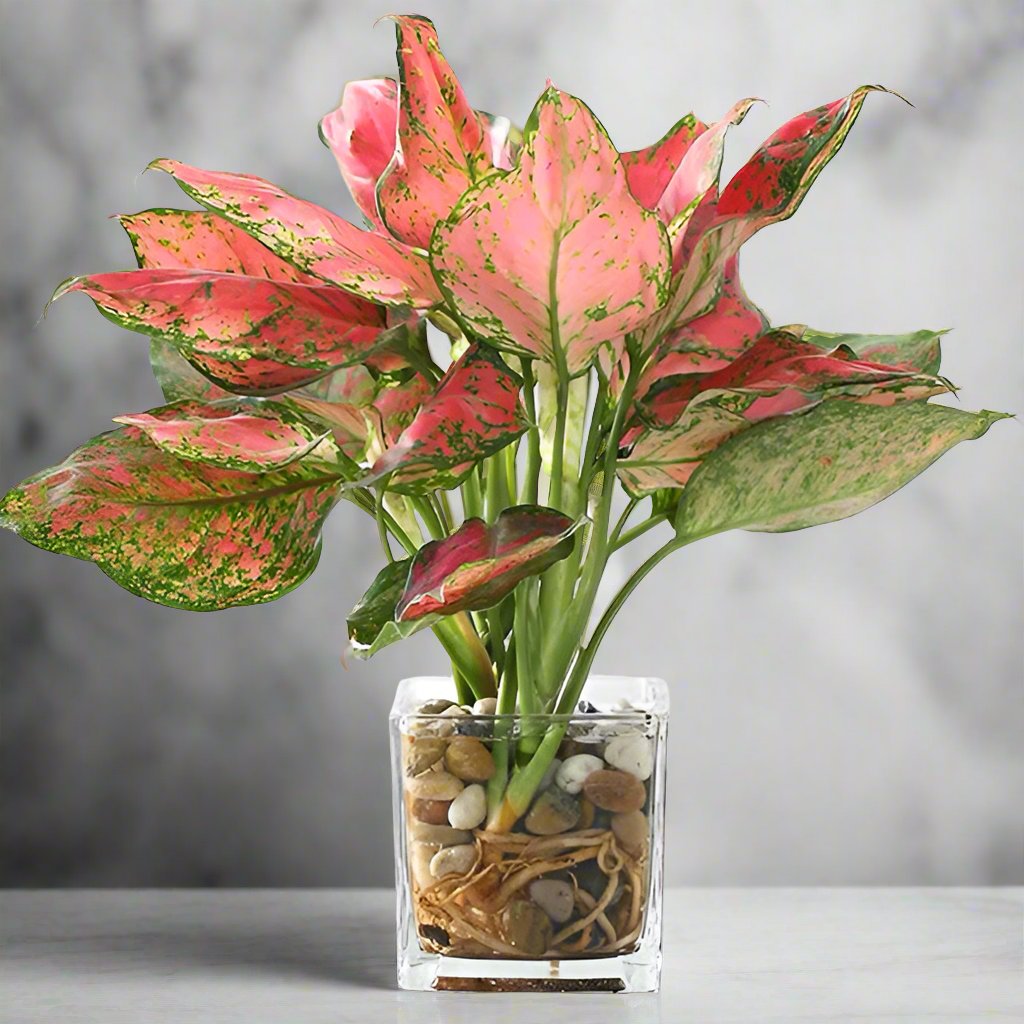 情人粗肋草 Aglaonema Lady Valentine (Aglaonema modestum)