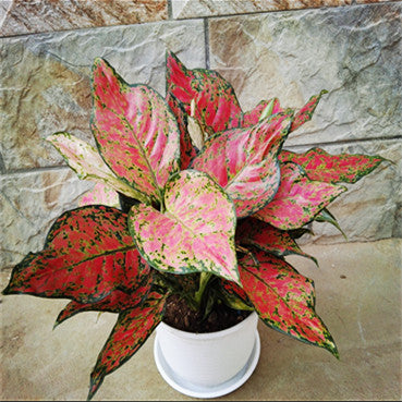 紅寶石粗肋草 Aglaonema 'Red valentine'