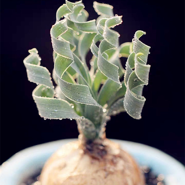 寬葉彈簧草 Albuca concordiana：圖片 2