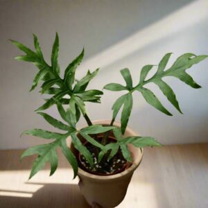魚骨海芋 Alocasia brancifolia