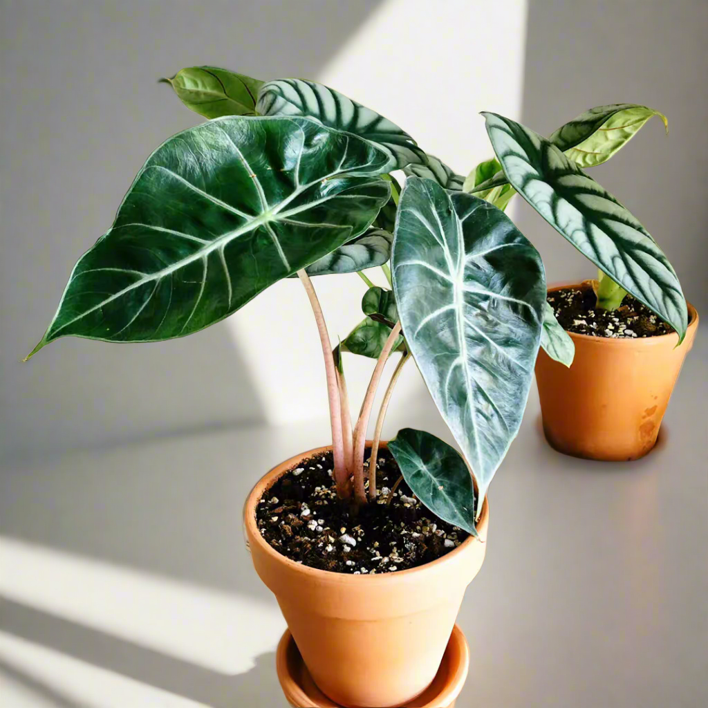 粉龍觀音蓮 Alocasia 'Pink dragon'