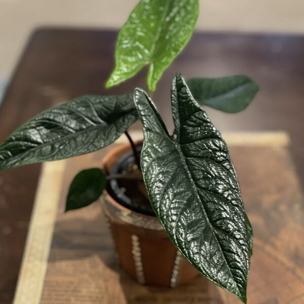 板盾海芋 Alocasia scalprum