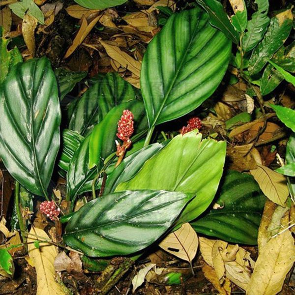 花葉山薑 Alpinia pumila：圖片 4