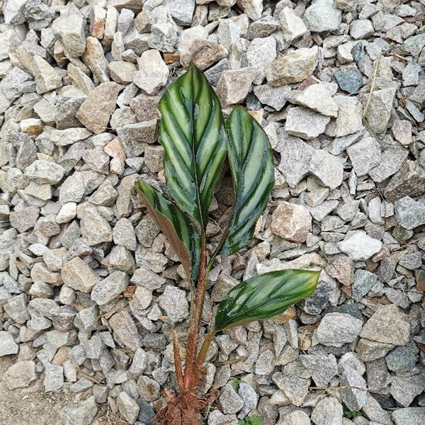 花葉山薑 Alpinia pumila：圖片 3