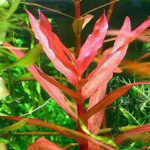 紅柳 (Ammannia gracilis)