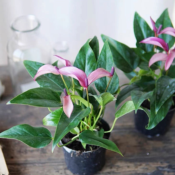 紫掌 Anthurium 'Purple'