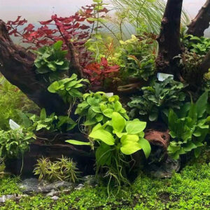 黃金榕Anubias Nana “Golden”