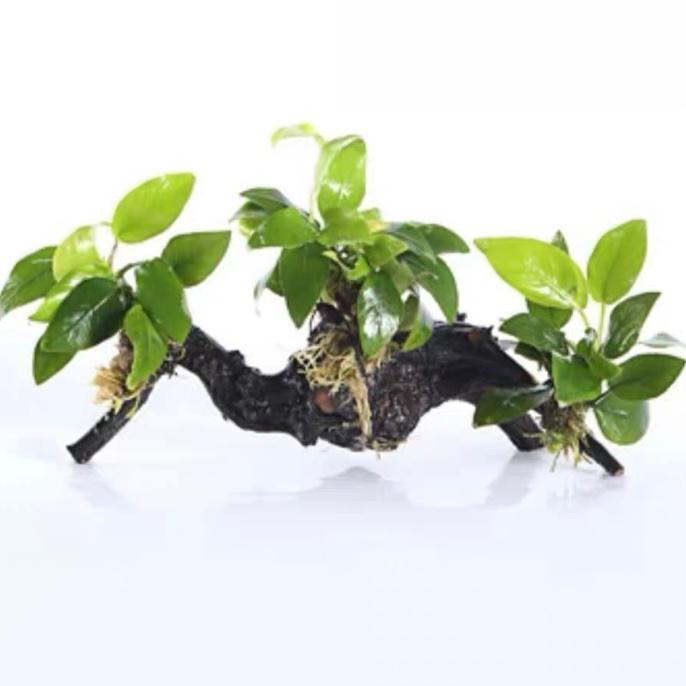 Anubias Nana Golden with driftwood