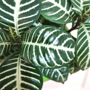 金脈單藥花   Aphelandra squarrosa
