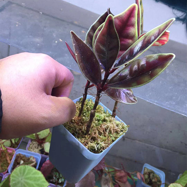 紫金牛 Ardisia sp.:圖片 2