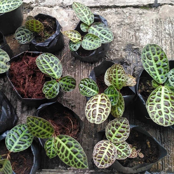 泡泡葉紫金牛 Ardisia sp. turtle back:圖片 2