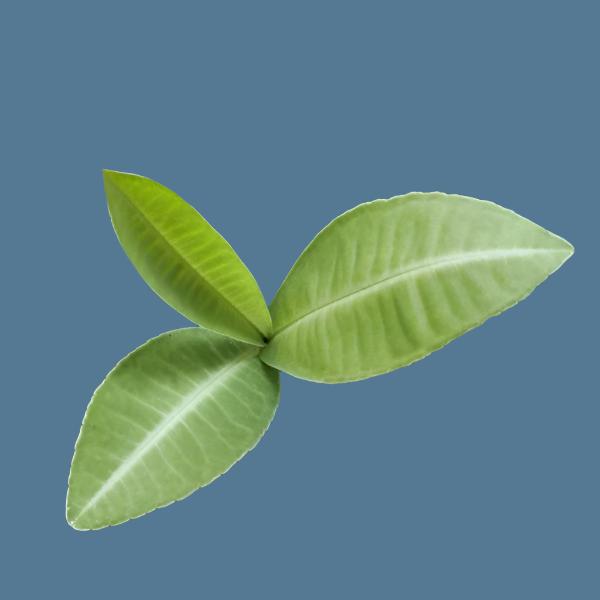 紫金牛 Ardisia sp. White veins:圖片 2