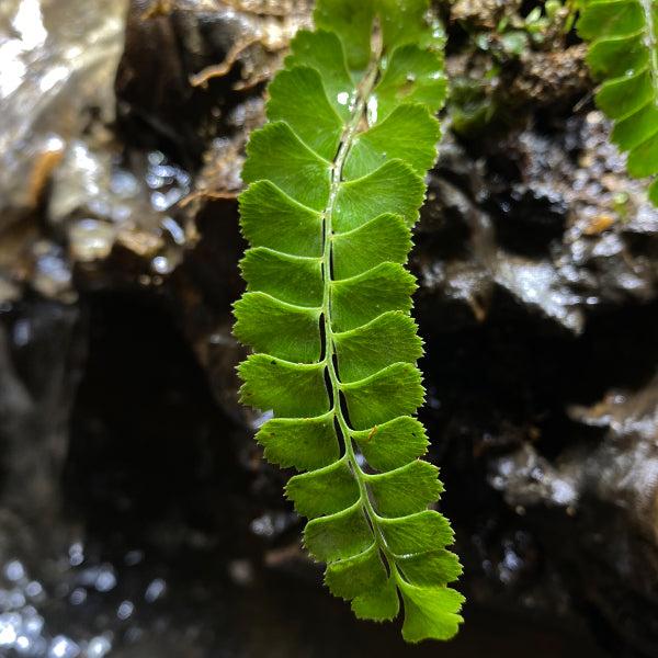 綠柄鐵角蕨 Asplenium viride：圖片 2