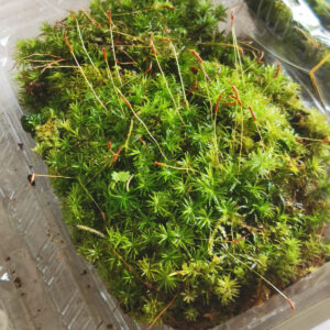 仙鶴蘚 Atrichum undulatum