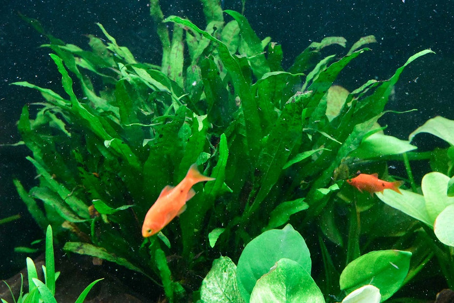 細葉鐵皇冠 Microsorum pteropus 'Narrow'