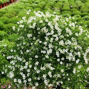 滿天星（應季花卉）