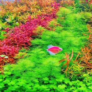 雪花 (無菌)