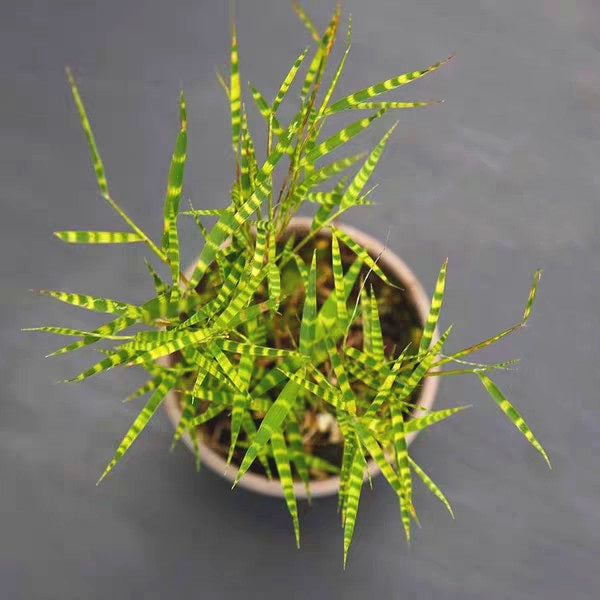 簕竹族 Tiger Stripe Bamboo (Bambusoideae sp)