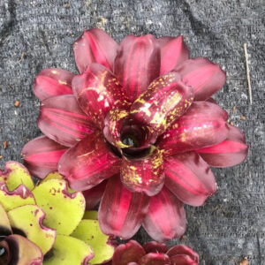 五彩鳳梨屬 Bavid Red (Bromeliad Neoregelia)