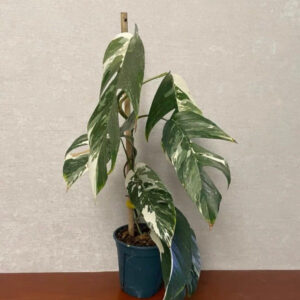 白錦麒麟尾 Epipremnum pinnatum albo-var.