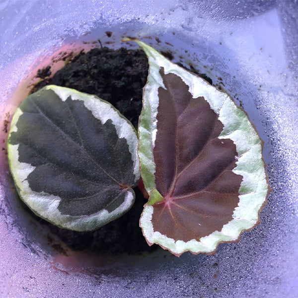 青蜂俠秋海棠 Begonia Baramensis