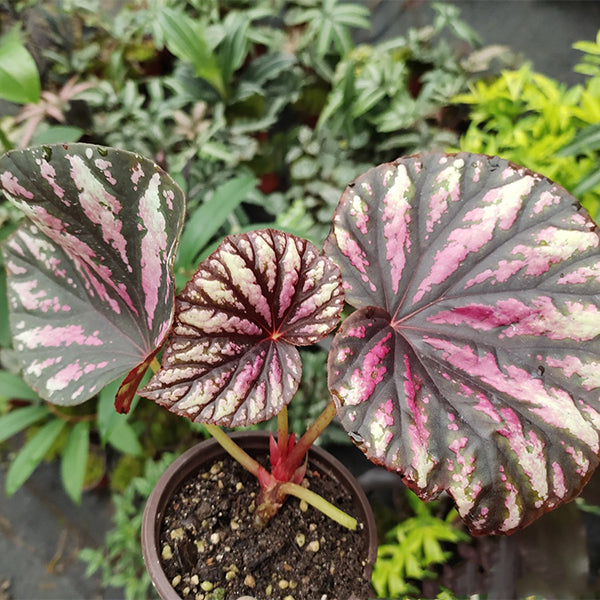 糖果秋海棠 Begonia 'Candy Stripes':圖片 2