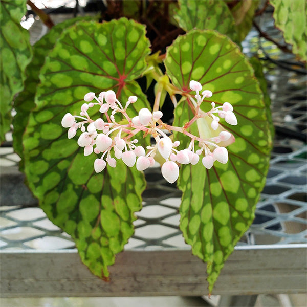 綠泡秋海棠 Begonia chlorosticta - Red Form：圖片 3