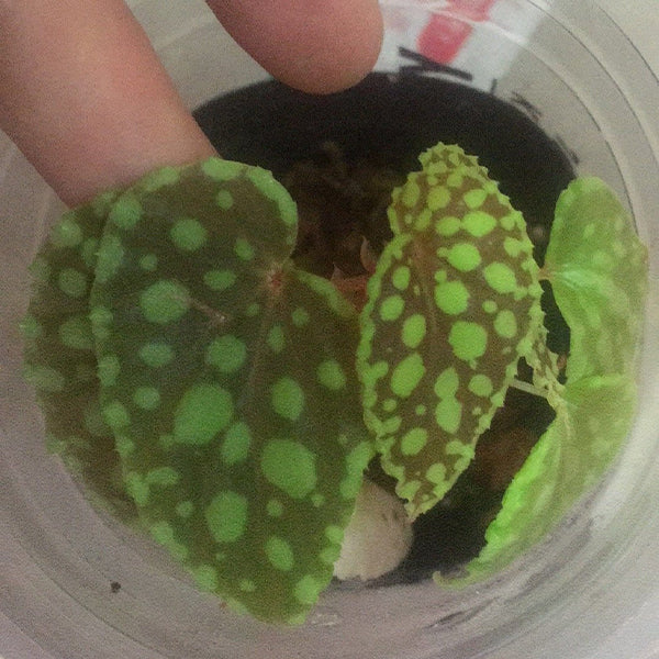 綠泡秋海棠 Begonia chlorosticta - Red Form：圖片 2