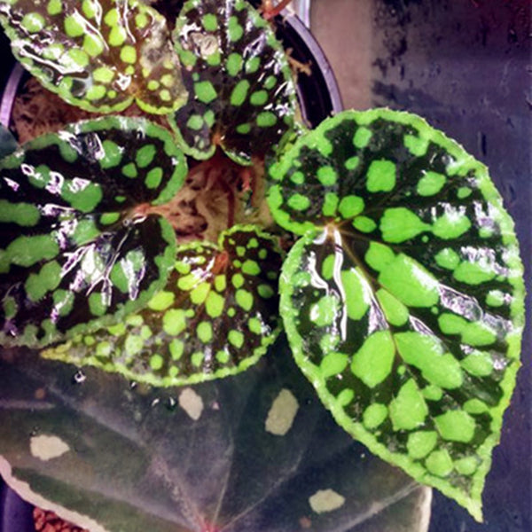 黑底綠泡秋海棠 Begonia Chlorosticta Black Leaf