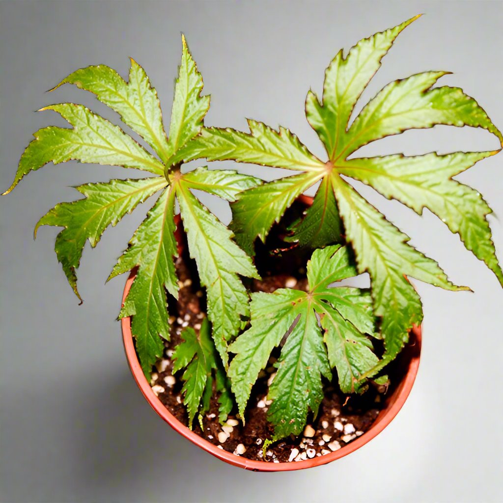 周裂秋海棠 Begonia circumlobata Hance