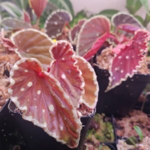 波點黑武士秋海棠 Begonia Darth Vader 'Green Spots'