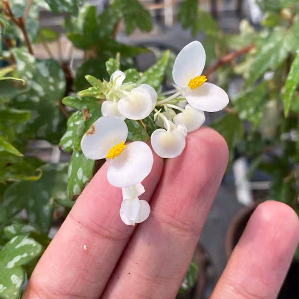 開普敦小天使秋海棠 Begonia Dregei 'Glasgow'：圖片 2