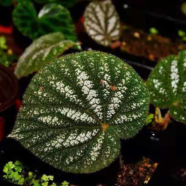 絲形秋海棠 Begonia filiformis